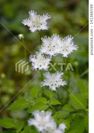 Shirahige gou Shirahige gou 141366599