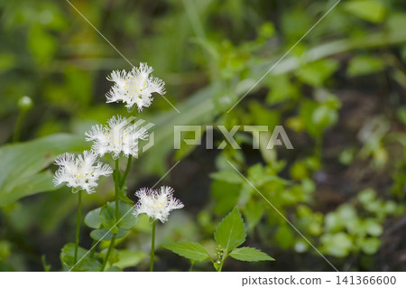 Shirahige gou Shirahige gou 141366600
