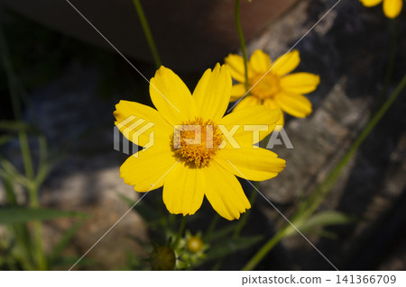 Golden-Wave flower on nature background Golden-Wave flower on nature background 141366709