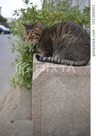 Kijitora cat taking a walk in the evening Kijitora cat taking a walk in the evening 141366801