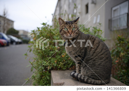 Kijitora cat taking a walk in the evening Kijitora cat taking a walk in the evening 141366809