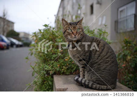 Kijitora cat taking a walk in the evening Kijitora cat taking a walk in the evening 141366810