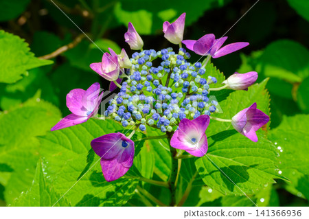 Hydrangea macrophylla (Toyohira Park) _2163 Hydrangea macrophylla (Toyohira Park) _2163 141366936