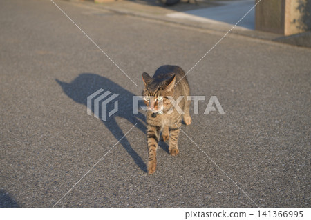 Kijitra cat taking a walk Kijitra cat taking a walk 141366995