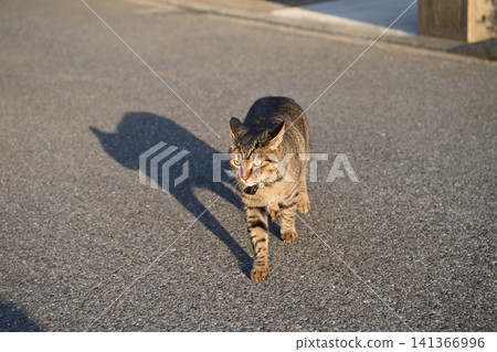 Kijitra cat taking a walk Kijitra cat taking a walk 141366996