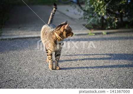 Kijitra cat taking a walk Kijitra cat taking a walk 141367000