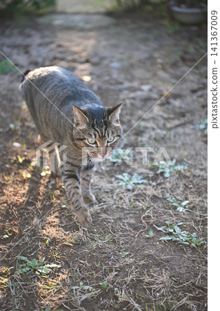 Kijitra cat taking a walk Kijitra cat taking a walk 141367009