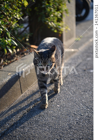 Kijitra cat taking a walk Kijitra cat taking a walk 141367011