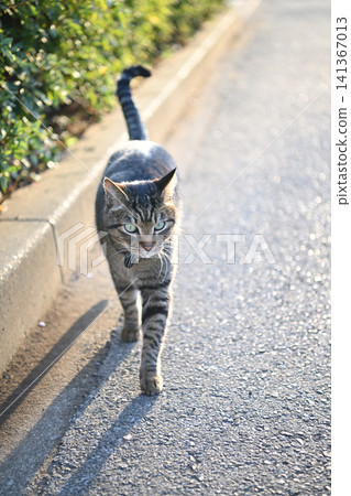 Kijitra cat taking a walk Kijitra cat taking a walk 141367013