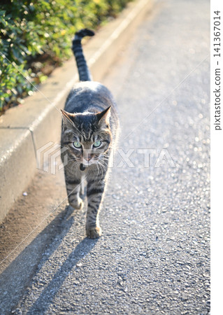 Kijitra cat taking a walk Kijitra cat taking a walk 141367014