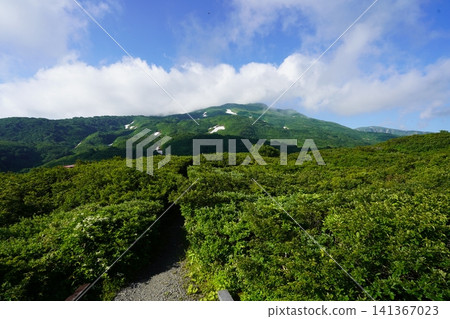 Tatsugahara Marshland in late July (Yurihonjo City, Akita Prefecture) 141367023