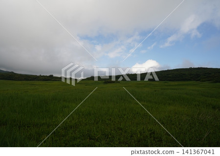 Tatsugahara Marshland in late July (Yurihonjo City, Akita Prefecture) 141367041
