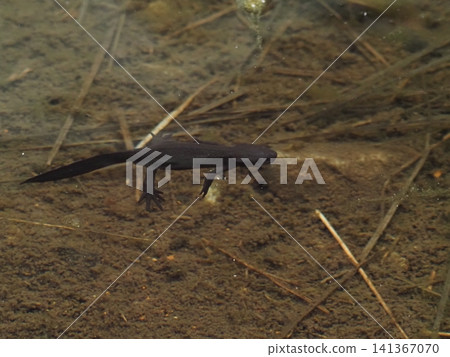 Tatsugahara Marshland in late July (Yurihonjo City, Akita Prefecture) 141367070