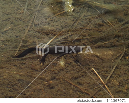 Tatsugahara Marshland in late July (Yurihonjo City, Akita Prefecture) 141367071
