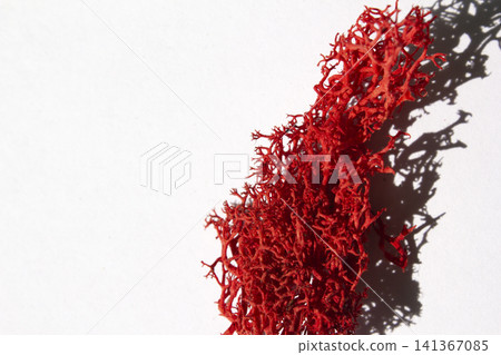 It is Scandia moss placed on a white background. It is Scandia moss placed on a white background. 141367085