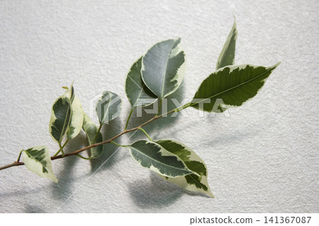 It is a branch of a variegated Benjamin tree. It is a branch of a variegated Benjamin tree. 141367087