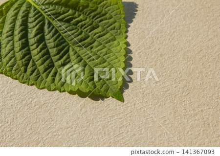 This is a close-up of a perilla leaf, a leafy vegetable used for wraps. This is a close-up of a perilla leaf, a leafy vegetable used for wraps. 141367093