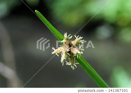 The kangaroo, a fascinating species of plant that grows in the waterside and wetlands of Japan, has inflorescences of flowers that bloom midway along its stem. The kangaroo, a fascinating species of plant that grows in the waterside and wetlands of Japan, has inflorescences of flowers that bloom midway along its stem. 141367101