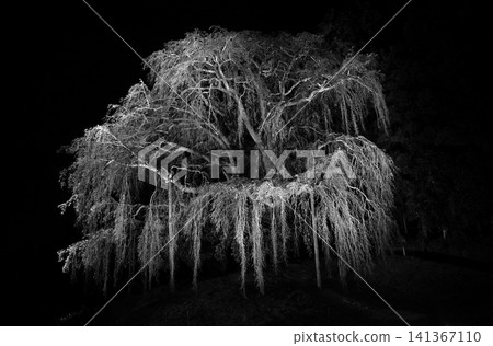 Lighted-up weeping cherry blossoms in monochrome 141367110
