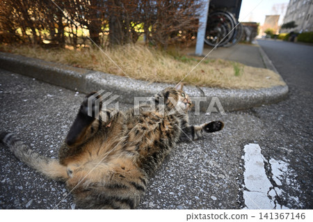 Kijitora cat lying down in the parking lot Kijitora cat lying down in the parking lot 141367146