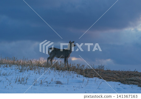 北海道稚內雪原上的蝦夷鹿:陰天下的冬季景色,野生動物出沒。 北海道稚內雪原上的蝦夷鹿:陰天下的冬季景色,野生動物出沒。 141367163