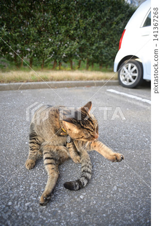 Pheasant cat Pheasant cat 141367268