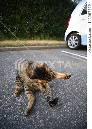 Pheasant cat Pheasant cat 141367269