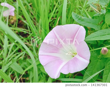 Delicate morning glories blooming in the grass - Early summer wildflowers and botanical images Delicate morning glories blooming in the grass - Early summer wildflowers and botanical images 141367301