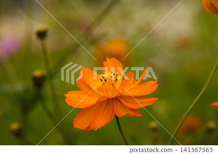 即使在盛夏，黃色的波斯菊也給人一種秋天即將到來的感覺。 141367363