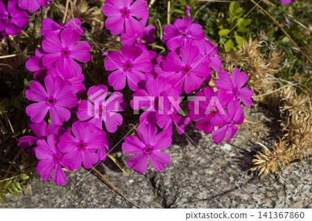 close up pink Moss Phlox 141367860