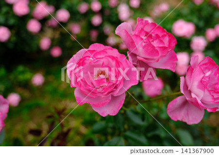 玫瑰園裡盛開著紫色的玫瑰花 玫瑰園裡盛開著紫色的玫瑰花 141367900