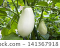 White eggplant 141367918