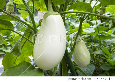 White eggplant White eggplant 141367918
