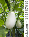 White eggplant 141367919