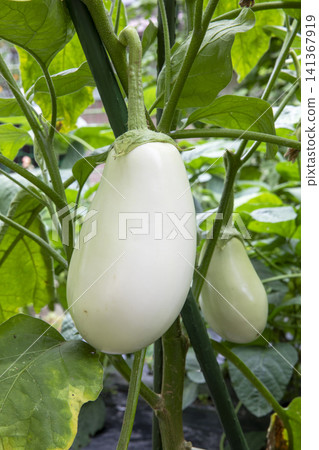 White eggplant White eggplant 141367919