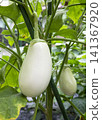 White eggplant 141367920