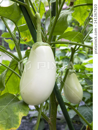 White eggplant White eggplant 141367920