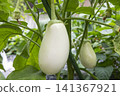 White eggplant 141367921
