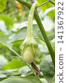 White eggplant 141367922