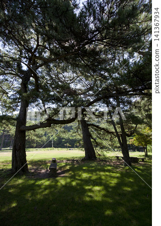 A landscape of the pine forest on Tomogashima Island in Wakayama Prefecture. 141367934