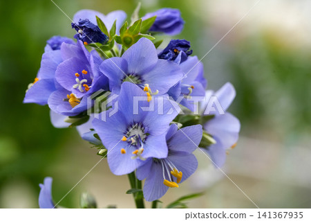 Vibrant cluster of Jacob's-ladder or Greek valerian, Polemonium caeruleum Bressingham purple blooms with delicate yellow stamens 141367935