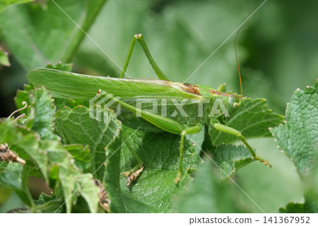 Vibrant Great green bush-cricket, Tettigonia viridissima Perch on Lush Foliage in Natural Habitat, Close-up Macro Shot on a Plant 141367952