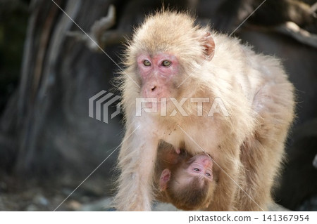 A baby Japanese macaque clings to its mother's belly as she walks (Hakatsuzaki) A baby Japanese macaque clings to its mother's belly as she walks (Hakatsuzaki) 141367954