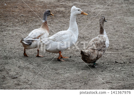 Three domestic fowl, a white crested duck and two others, walk on a dirt ground outdoors in natural light Three domestic fowl, a white crested duck and two others, walk on a dirt ground outdoors in natural light 141367976
