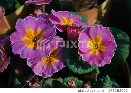 Vibrant Primrose Blooms: A Burst of Color and Joy in a Garden Setting. Perfect for Springtime Celebrations Vibrant Primrose Blooms: A Burst of Color and Joy in a Garden Setting. Perfect for Springtime Celebrations 141368032
