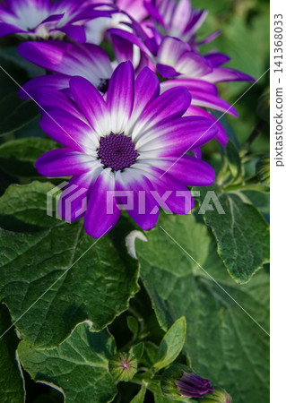 Vibrant Purple and White Senetti Flower Blossom in Natural Garden Setting with Green Foliage, Close-Up View Vibrant Purple and White Senetti Flower Blossom in Natural Garden Setting with Green Foliage, Close-Up View 141368033
