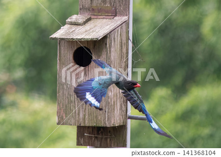 A Oriental Dollarbird on top of a nest box 141368104