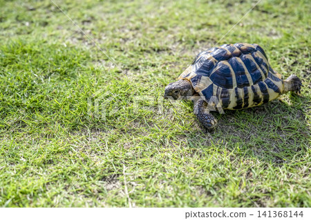 Eastern Hermann's tortoises strolling in the park Eastern Hermann's tortoises strolling in the park 141368144