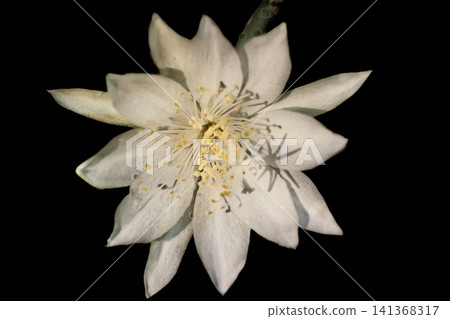 White Wijaya Kusuma flower ( Epiphyllum oxypetalum ) against a black background White Wijaya Kusuma flower ( Epiphyllum oxypetalum ) against a black background 141368317