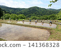 水稻梯田種植水稻 141368328